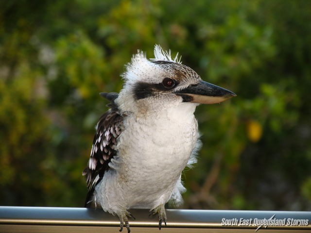 Kookaburra on our balcony