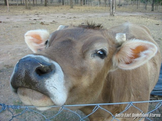 Anthonys cow