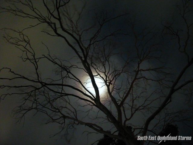 Tree illuminated by the moonlight