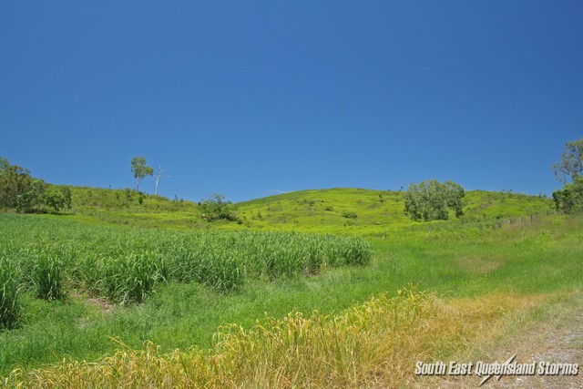 Sugar cane, dead grass and the blue sky meet with brilliant colours