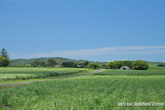 Cane Fields near Farleigh