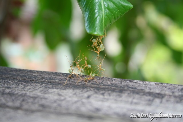 Amazing green tree ants working together to form an ant "bridge" for other ants to cross.
