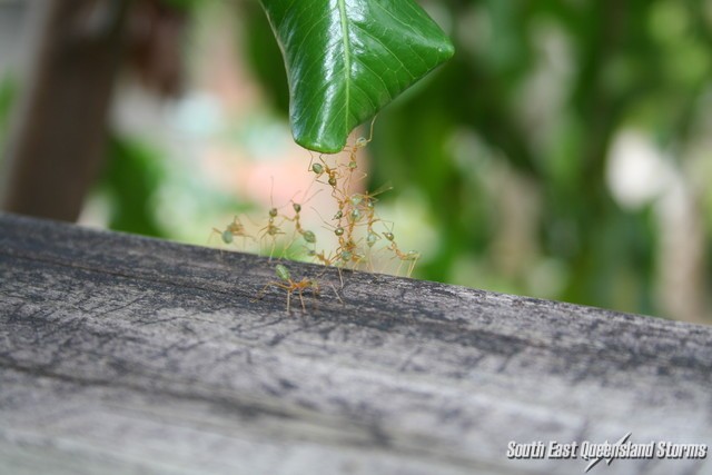 Amazing green tree ants working together to form an ant &quot;bridge&quot; for other ants to cross.