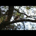 Kookaburra at Tamborine Mountain