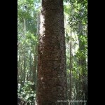 Interesting pattern on bark of tree