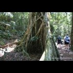 Giant fig roots on the walk
