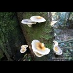 Mushrooms growing on the log