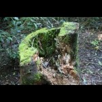Moss covered decaying tree trunk