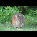 Parent rock wallaby