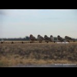 Finches on the Airport fence