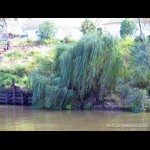 Willow on the riverbank at Goondiwindi