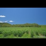 Cane fields 18km from Seaforth
