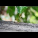 Amazing green tree ants working together to form an ant "bridge" for other ants to cross.