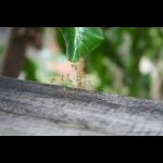 Amazing green tree ants working together to form an ant &quot;bridge&quot; for other ants to cross.