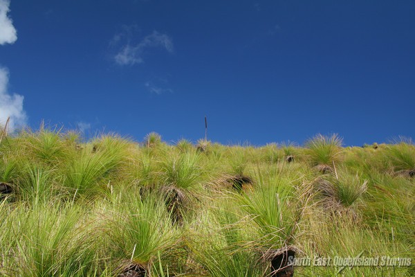 A hillside of Blackboys, heading towards "Spion Kop" lookout, South Molle Island, Whitsundays