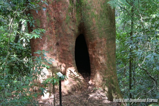 Giant tree which has a span of almost 5 metres in diameter