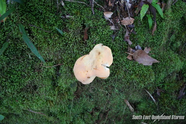 Mushroom pushing its way through the moss