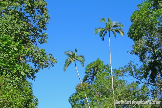 Two solitary palms fighting upwards through the canopy