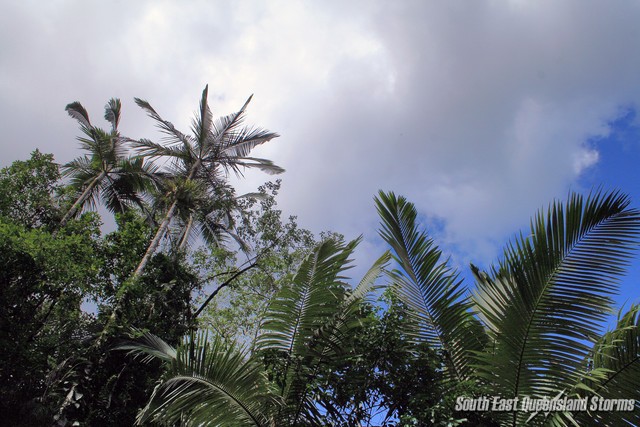 Looking up through the canopy at the clouds