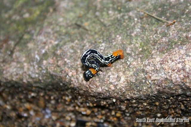Caterpillar on a rock at Eungella National Park